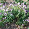 Nemesia sp.